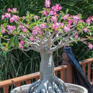 adenium plant live combo without pot bosnai multi petal desert rose (set of 5 plants) | (combo) | bsws 06